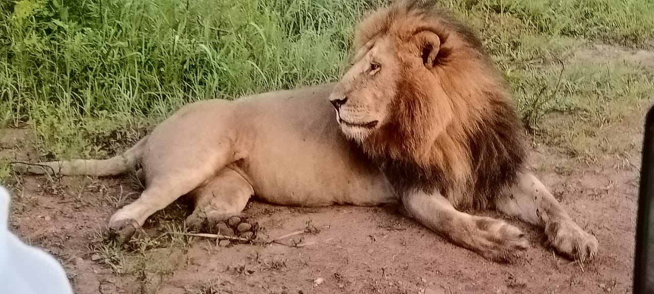 Safari image 5